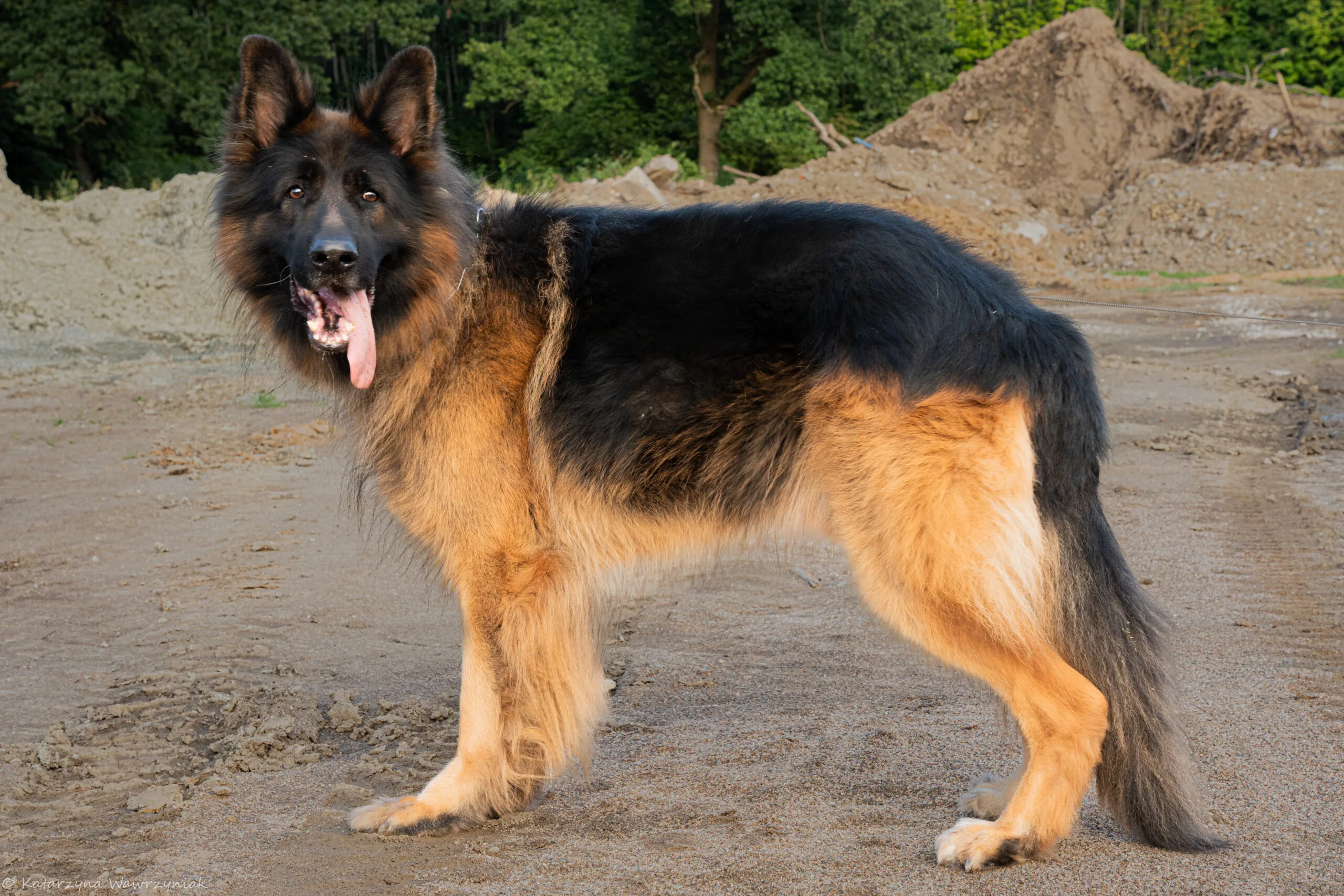 Hond tijdens een fotosessie in Noord-Holland
